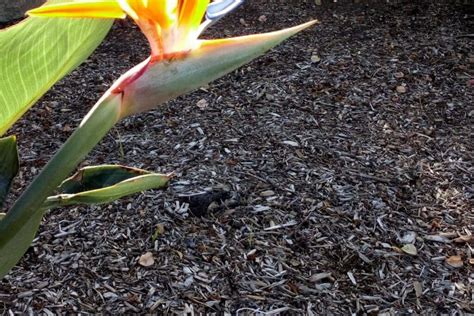 bird of paradise soil humidity